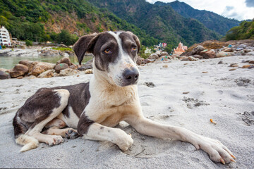 Dog sitting on the  Ganga river bank in Rishikiesh, India