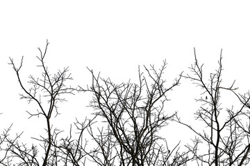 Fototapeta na wymiar Dead branches , Silhouette dead tree or dry tree on white background. Save with clipping path.