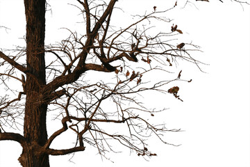 Obraz premium Dead branches , Silhouette dead tree or dry tree on white background. Save with clipping path.