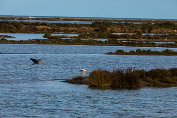 Flamingos in Delta de l'Ebre Nature Park, Tarragona, Spain