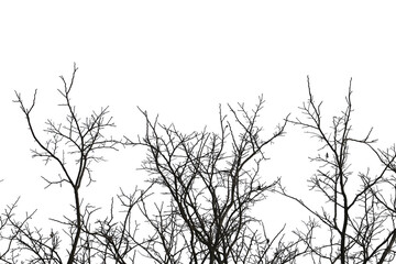 Dead branches , Silhouette dead tree or dry tree  on white background. Save with clipping path.