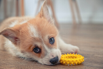 adorable little puppy welsh corgi pembroke laying on the floor and play with toy