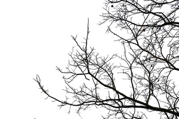 Dead branches , Silhouette dead tree or dry tree  on white background. Save with clipping path.