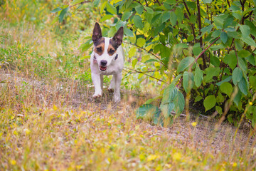Low angle view of a Jack Russell Terrier dog running in forest on fresh growth spring grass