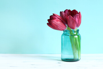 Flowers on a blue background. Tulips in a jar, spring flowers with empty space on the side. Bright red tulips