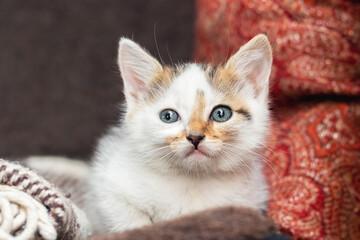 A small fluffy kitten in a room on a blurred background close-up