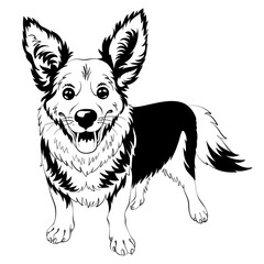 Black and white sketch of dog Welsh Corgi breed staying and smiling