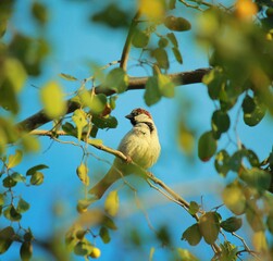 Beautifull  Sparrow birds on tree sunset time enjoying Natural view
