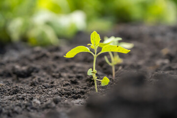 Small green plant seedling is growing in the soil