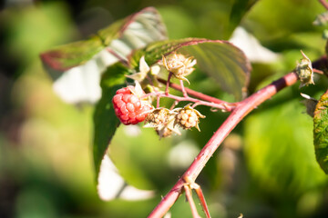 Closeup view of the sweet raspberry in the summer garden.