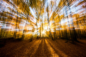 Autumn in La Fageda D En Jorda Forest, La Garrotxa, Spain