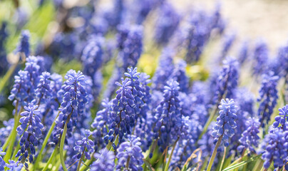 Blue muscari flowers closeup, flowers in the garden, spring banner background, Grape Hyacinths