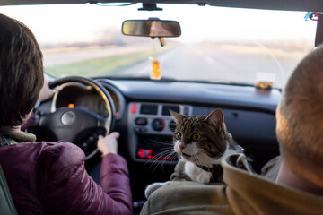 People travel  with  the beloved cat on a car trip.