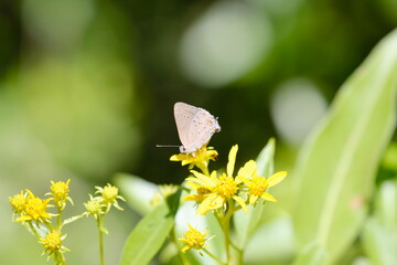 butterfly on a flower