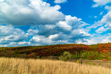 Naklejka premium Smoketree, smoke bush (Cotinus obovatus), thickets of bushes with red autumn leaves against the background of yellow steppe vegetation and white clouds