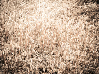 Close-up of forest moss and lichen.