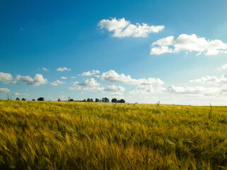 Sunny day over the golden field.