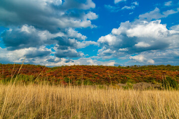 Fototapeta premium Smoketree, smoke bush (Cotinus obovatus), thickets of bushes with red autumn leaves against the background of yellow steppe vegetation and white clouds
