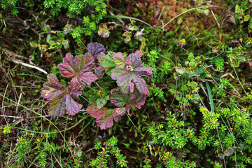 Small mapple tree in the peat moss - The cairngorms - Aberdeenshire - Scotland - UK