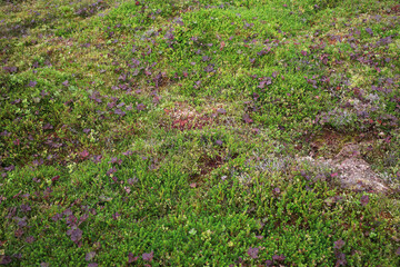 The cairnwell munros - Glenshee ski centre on the A93 - Braemar - The cairngorms - Aberdeenshire - Scotland - UK