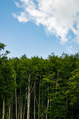 Trees in the forest on the background of the sky