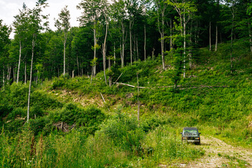 Black car in the forest
