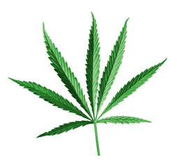 Cannabis leaf on a transparent background. The concept of growing marijuana, application in medicine. Medicinal leaf for weeds. isolated object