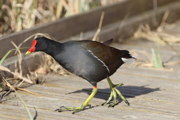 Moorhen (Gallinula chloropus) on the boardwalk.