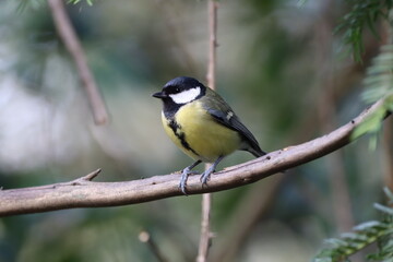 Great Tit (Parus magor) on a branch