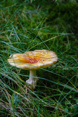 Poisonous mushroom in the grass
