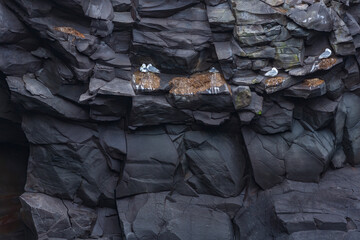 Seagulls on basalt rocks on the coast of Iceland.
