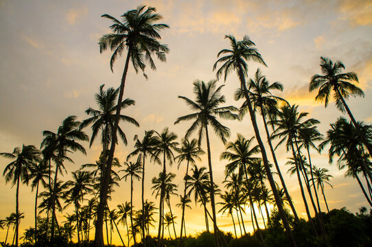 Beautiful silhouettes of tropical palm trees at sunset in Asia