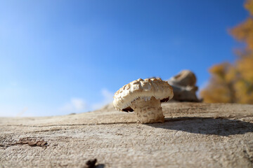 white mushroom growing on a tree