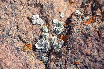 lichen on stone