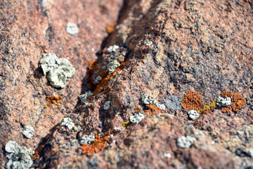 lichen on stone