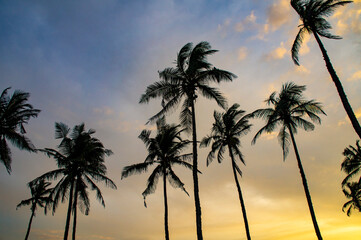 Beautiful silhouettes of tropical palm trees at sunset in Asia