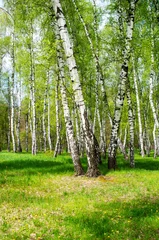  birch tree, summer landscape © balakleypb