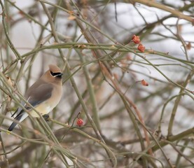 cedar waxwing