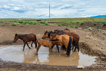 horses in the field