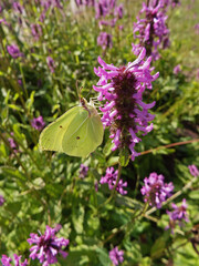 motyl na fioletowych kwiatach, Stachys officinalis lub Betonica officinalis, Bukwica zwyczajna, żółty motyl cytrynek (Gonepteryx rhamni)