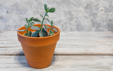 Succulent: Calanchoe fedtschenkoi variegata in a clay pot,  on white background.