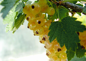 Porzeczka zwyczajna, porzeczka pospolita, białe porzeczki (Ribes rubrum), white currant is...