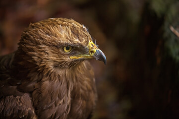 Aquila pomarina, Lesser spotted eagle - 576811635