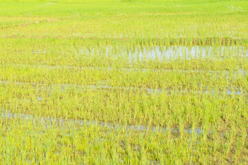 Green rice sprouts grow upwards in Asian fields. Beautiful texture background for tourism, design and agro-industry