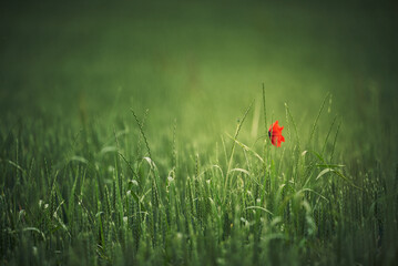 Einsame Mohnblume inmitten eines Weizenfelds