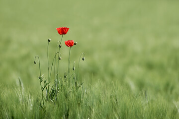 Mohnblumen im Kornfeld mit einem sch&ouml;nen ruhigen Bokeh