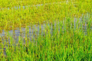 Green rice sprouts grow upwards in Asian fields. Beautiful texture background for tourism, design and agro-industry