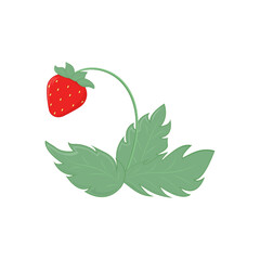Strawberry with leaves isolated on white background. Vector illustration. Card, decoration.