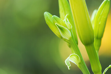 Obraz premium Green flower buds are ready to open on a shiny day in the spring.