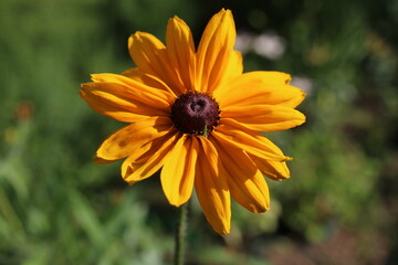 rudbekia dwubarwna Rudbeckia bicolor